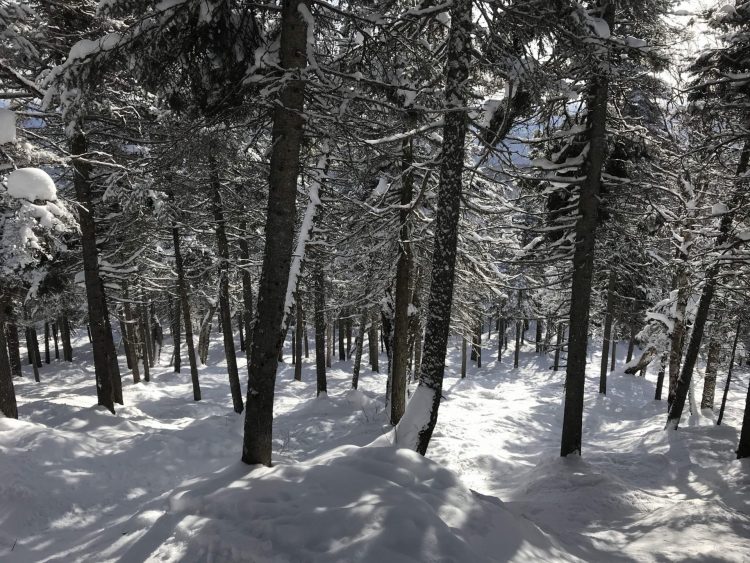 Tremblant – Forêt enneigée ! – 20 février 2021